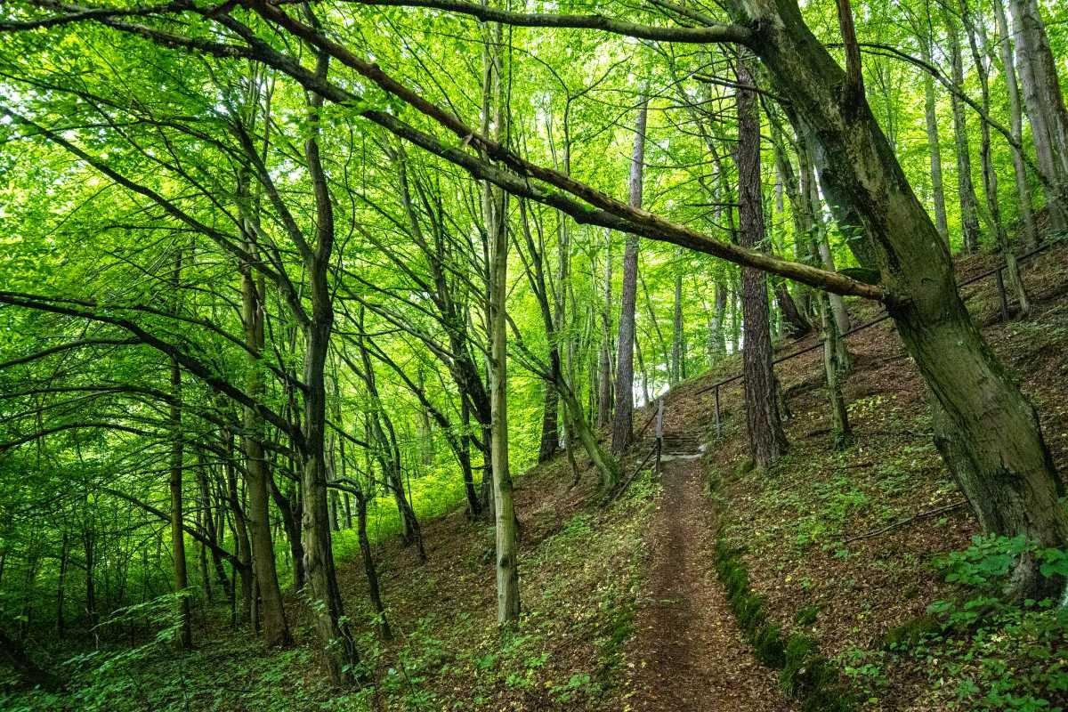 Lesná lipová rezervácia